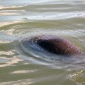 Manatee by dock